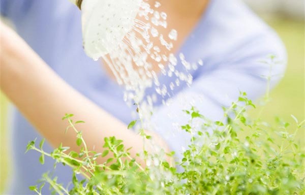 花卉租賃后家庭花卉養護該注意什么？ 